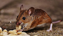 24 Hour & Emergency Exterminators in Nathans Creek, NC
